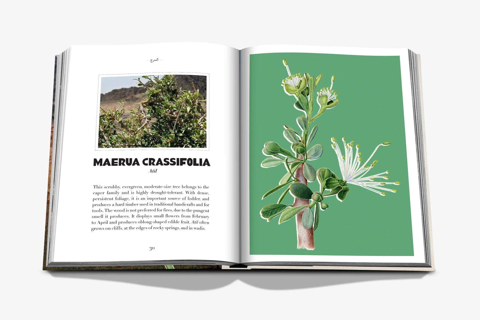 ASSOULINE AlUla Flora