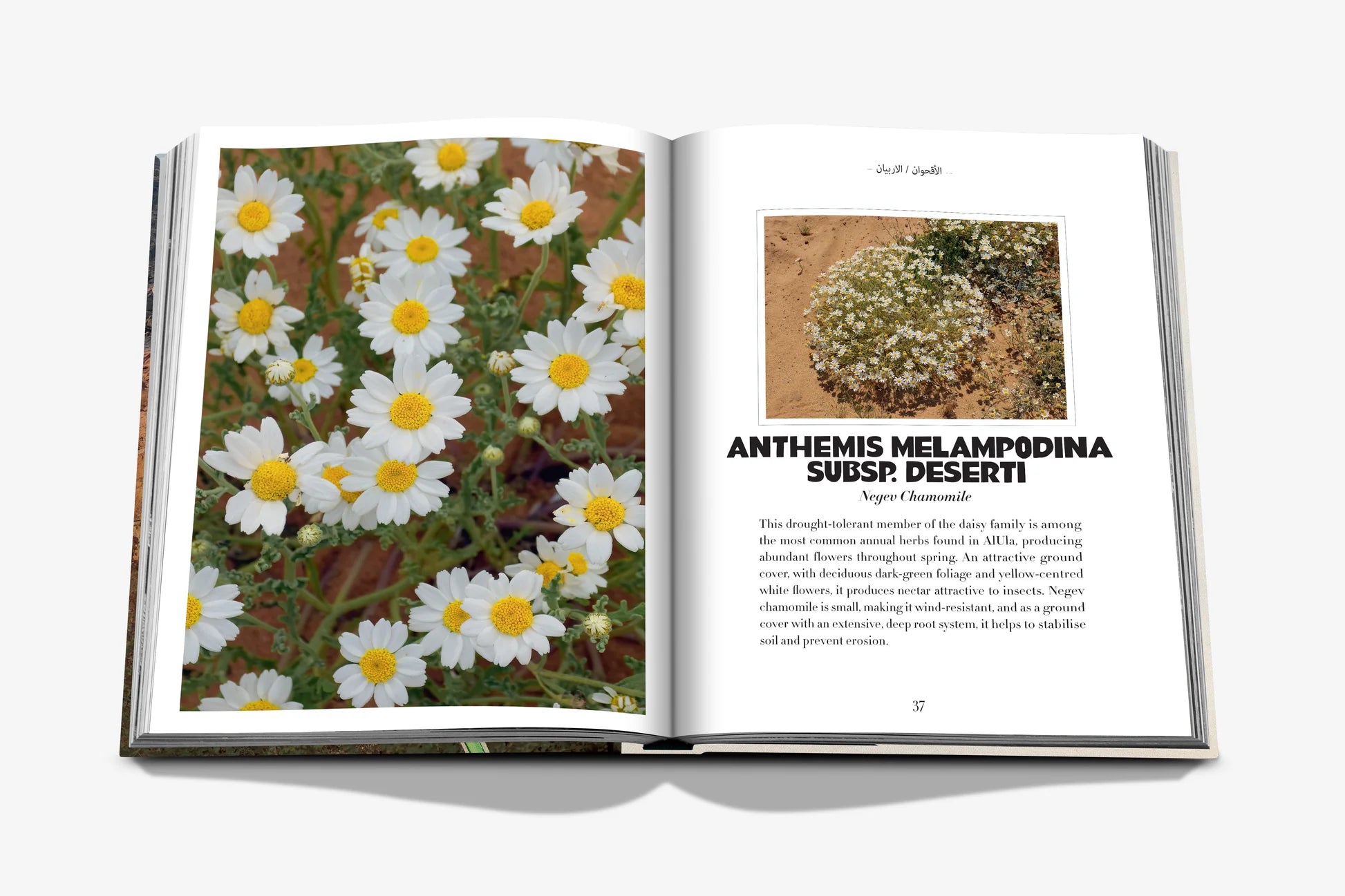 ASSOULINE AlUla Flora