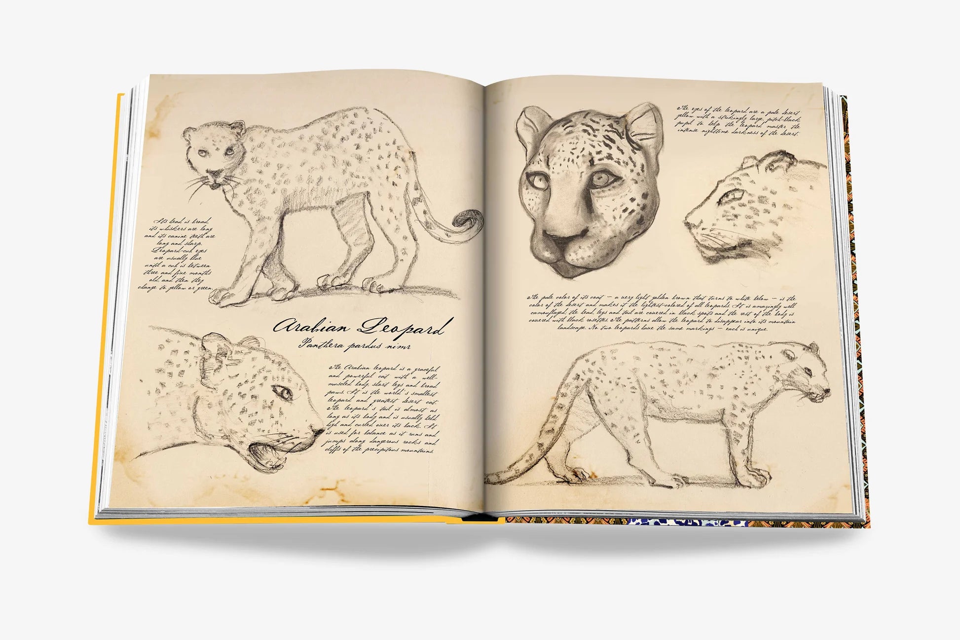 ASSOULINE Arabisk Leopard