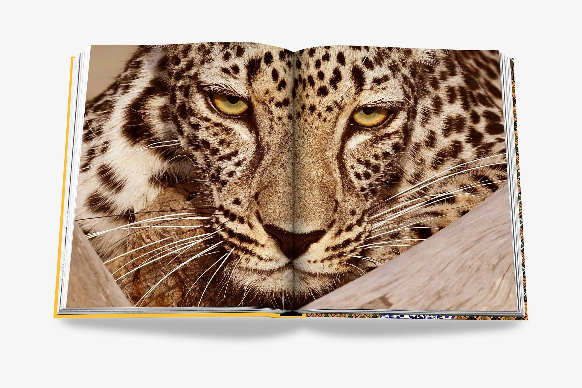 ASSOULINE Arabisk Leopard